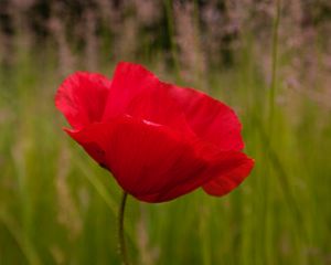 Preview wallpaper poppy, flower, red, blur, petals