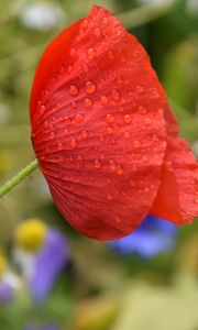 Preview wallpaper poppy, flower, red, drops, macro