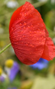Preview wallpaper poppy, flower, red, drops, macro