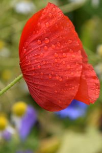 Preview wallpaper poppy, flower, red, drops, macro