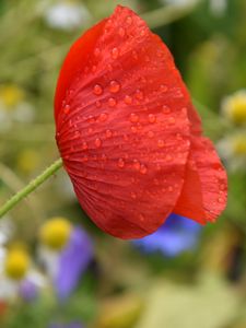 Preview wallpaper poppy, flower, red, drops, macro