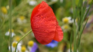 Preview wallpaper poppy, flower, red, drops, macro