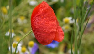Preview wallpaper poppy, flower, red, drops, macro