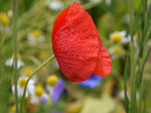 Preview wallpaper poppy, flower, red, drops, macro