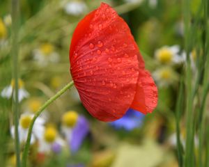 Preview wallpaper poppy, flower, red, drops, macro