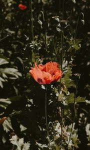 Preview wallpaper poppy, flower, red, plant, bloom