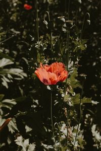 Preview wallpaper poppy, flower, red, plant, bloom