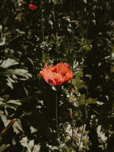 Preview wallpaper poppy, flower, red, plant, bloom