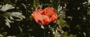 Preview wallpaper poppy, flower, red, plant, bloom