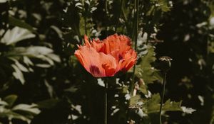 Preview wallpaper poppy, flower, red, plant, bloom