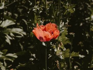 Preview wallpaper poppy, flower, red, plant, bloom