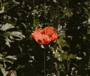 Preview wallpaper poppy, flower, red, plant, bloom