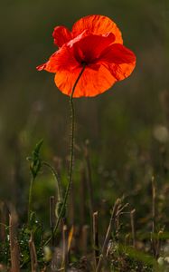 Preview wallpaper poppy, flower, red, bright, bloom