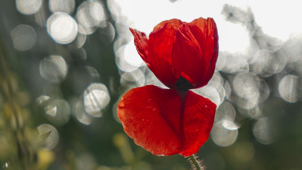 Wallpaper poppy, flower, red, closeup