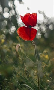 Preview wallpaper poppy, flower, red, closeup