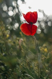 Preview wallpaper poppy, flower, red, closeup