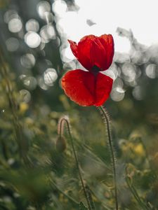Preview wallpaper poppy, flower, red, closeup