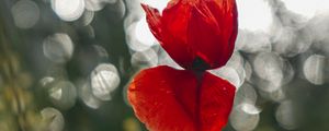 Preview wallpaper poppy, flower, red, closeup