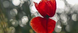 Preview wallpaper poppy, flower, red, closeup