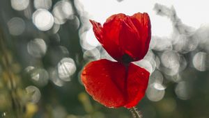 Preview wallpaper poppy, flower, red, closeup