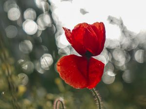 Preview wallpaper poppy, flower, red, closeup