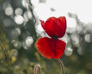 Preview wallpaper poppy, flower, red, closeup