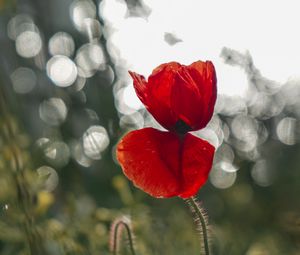 Preview wallpaper poppy, flower, red, closeup