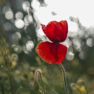 Preview wallpaper poppy, flower, red, closeup