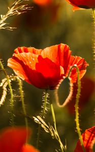 Preview wallpaper poppy, flower, red, bloom, plant