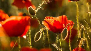 Preview wallpaper poppy, flower, red, bloom, plant