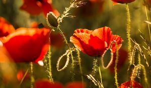 Preview wallpaper poppy, flower, red, bloom, plant