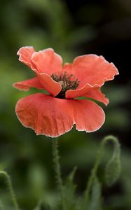 Preview wallpaper poppy, flower, red, plant