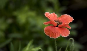 Preview wallpaper poppy, flower, red, plant