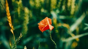 Preview wallpaper poppy, flower, red, plant, bloom, closeup