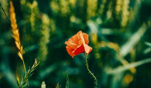 Preview wallpaper poppy, flower, red, plant, bloom, closeup