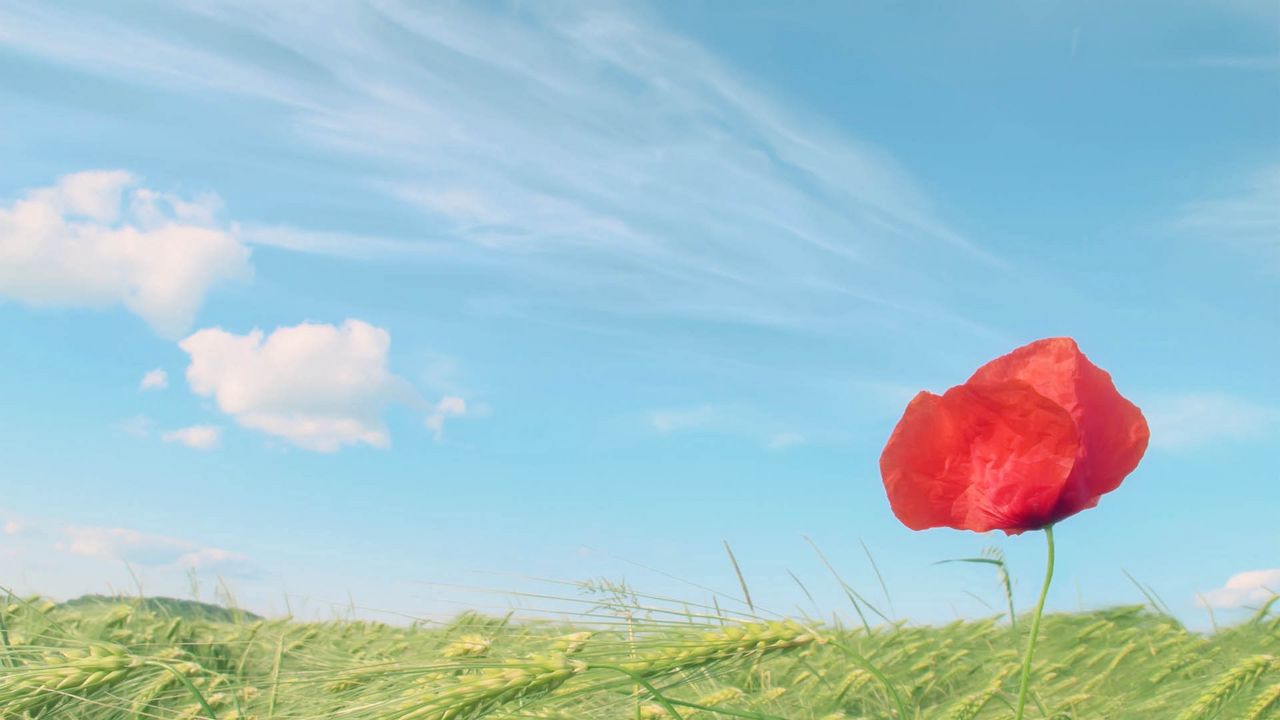 Wallpaper poppy, flower, red, rose, grass
