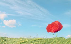 Preview wallpaper poppy, flower, red, rose, grass