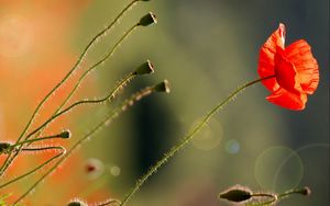 Preview wallpaper poppy, flower, stem, bright