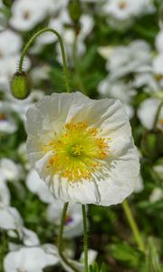 Preview wallpaper poppy, flower, summer, flowering