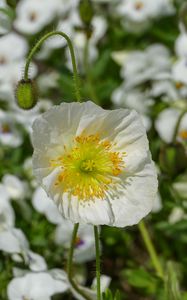 Preview wallpaper poppy, flower, summer, flowering