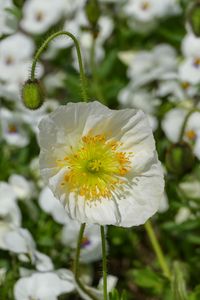 Preview wallpaper poppy, flower, summer, flowering