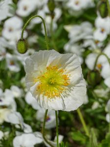 Preview wallpaper poppy, flower, summer, flowering