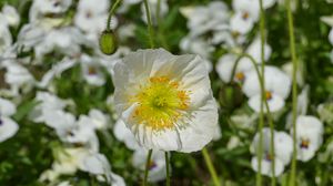 Preview wallpaper poppy, flower, summer, flowering