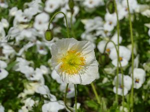 Preview wallpaper poppy, flower, summer, flowering