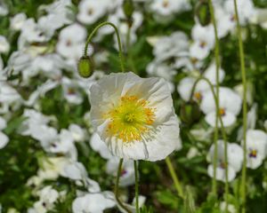 Preview wallpaper poppy, flower, summer, flowering