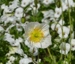 Preview wallpaper poppy, flower, summer, flowering