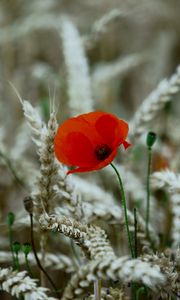 Preview wallpaper poppy, flower, wheat, ears, summer