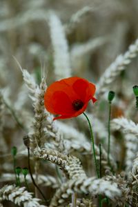 Preview wallpaper poppy, flower, wheat, ears, summer