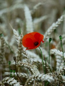 Preview wallpaper poppy, flower, wheat, ears, summer