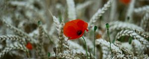 Preview wallpaper poppy, flower, wheat, ears, summer